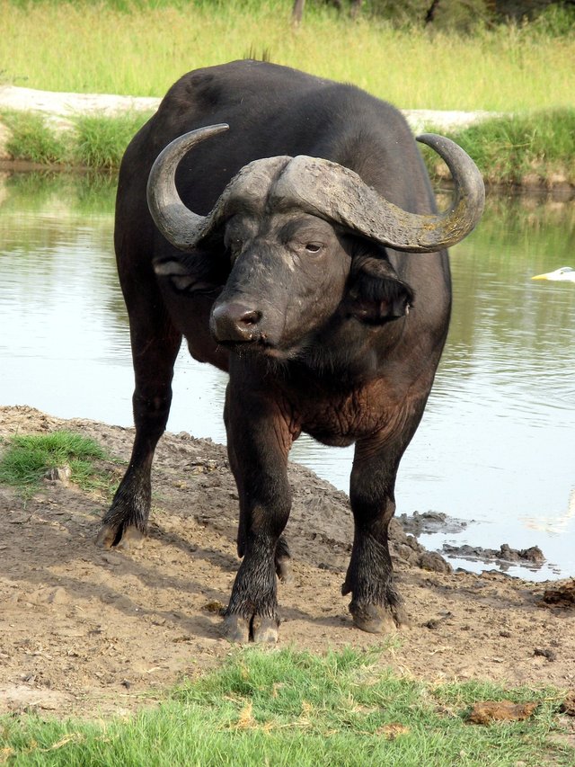 water-buffalo-85662_1280.jpg