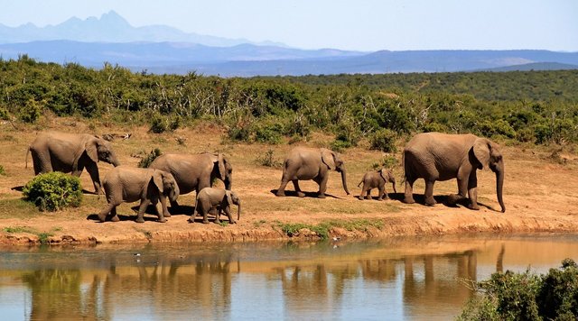 elephants-279505_1280.jpg