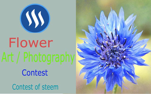 flower contest.jpg