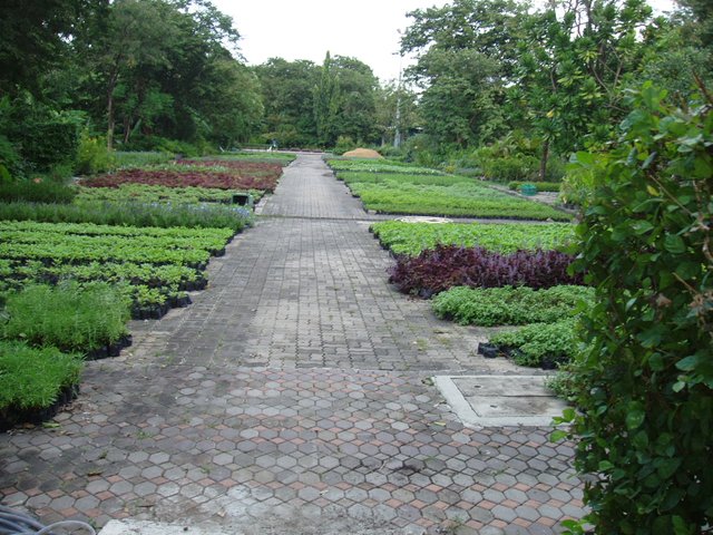 Queen Sirikit Park - seedlings