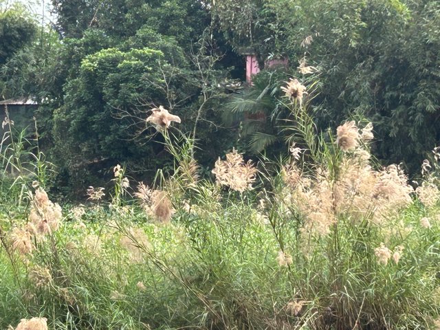 IMG_8027.jpeg