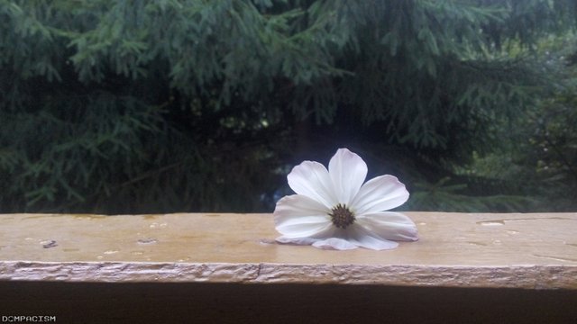 flower_and_wood_desktop_wallpaper.jpg