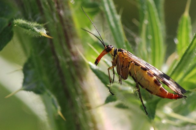 insect-825362_1280.jpg