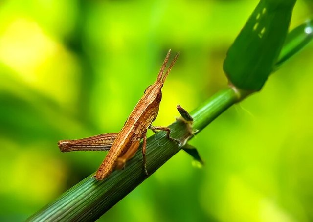 close-up-insect-plant_1048944-23675337.jpg