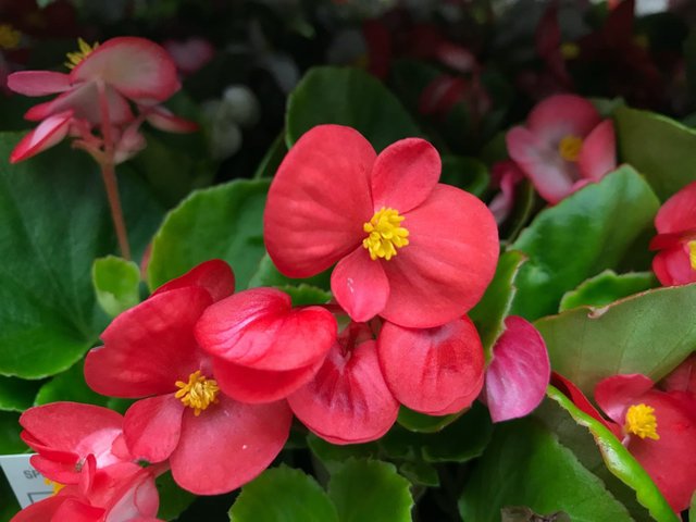 begonias-header-1600x1200.jpg