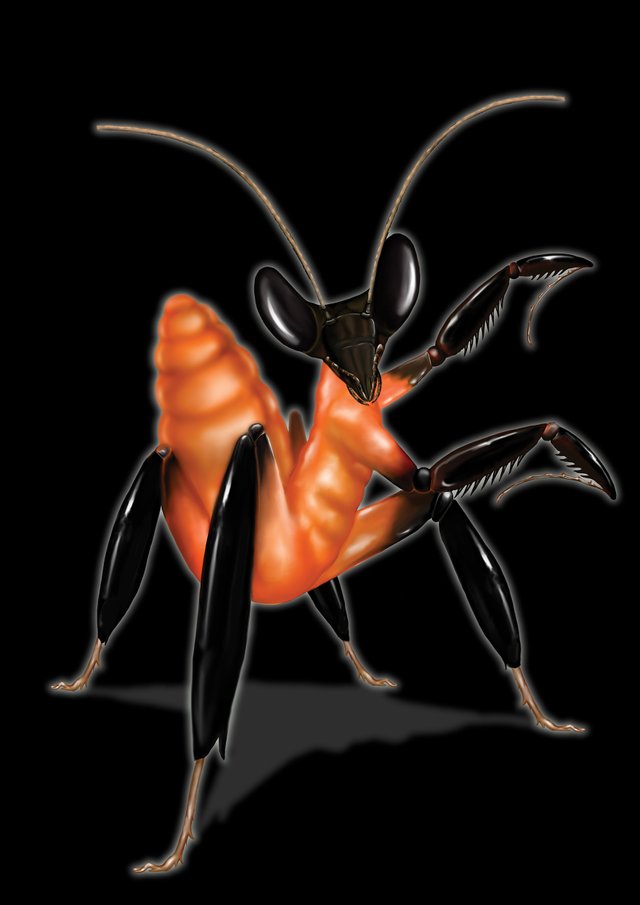 mantis_black background_low.jpg