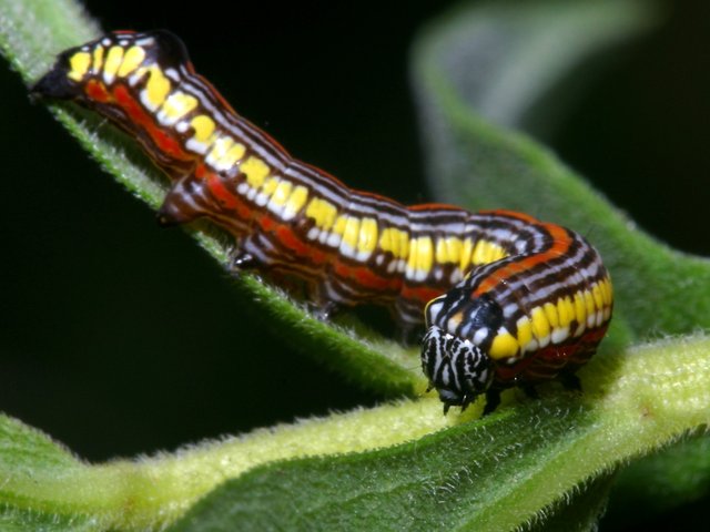 CurledBrownHoodedOwletCaterpillar.jpg