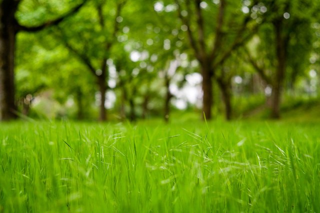springtime green bokeh meadows trees landscape by fraenk