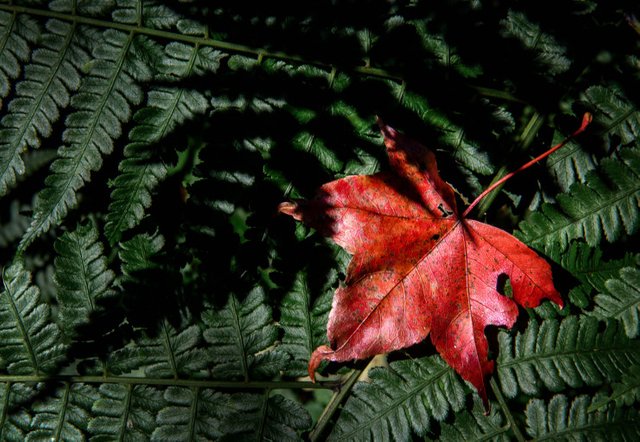 Top-10-Garden-poems-red-maple-leaf-in-green-ferns.jpg