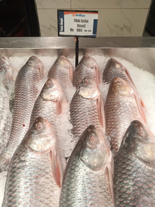 Fish.jpeg