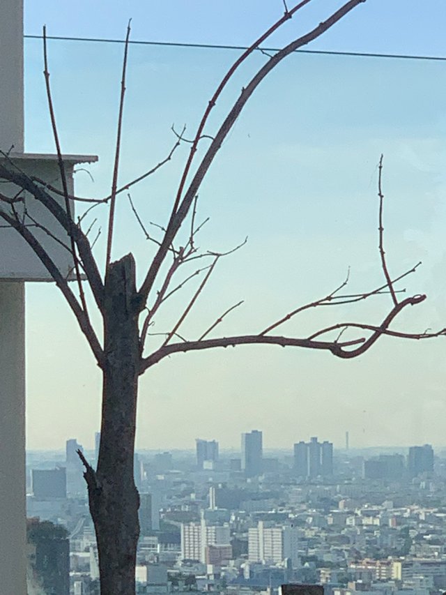 trees and buildings8.jpg