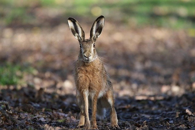 hare-8633926_640.jpg