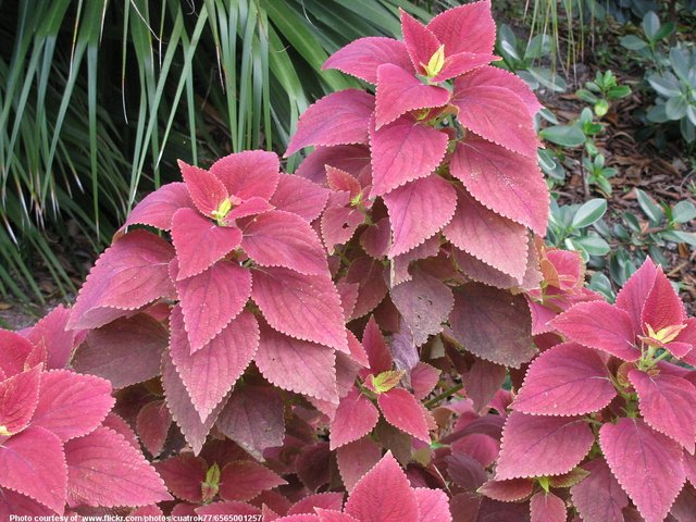 PinkColeus-001-0501519.jpg