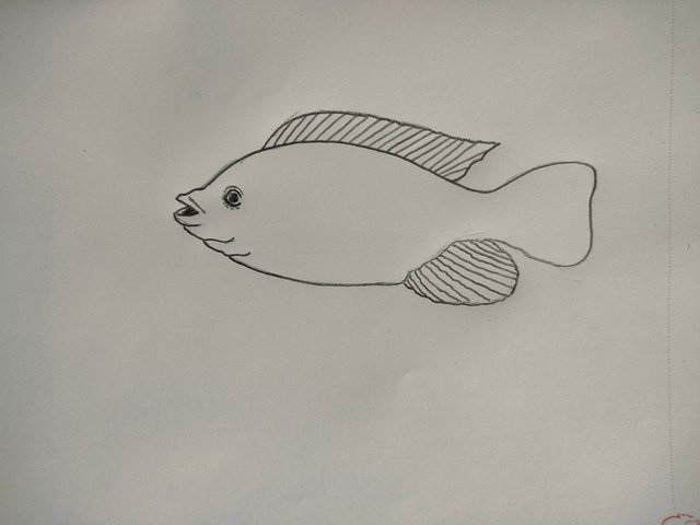 Premium Vector | Tilapia freshwater fish vector illustration