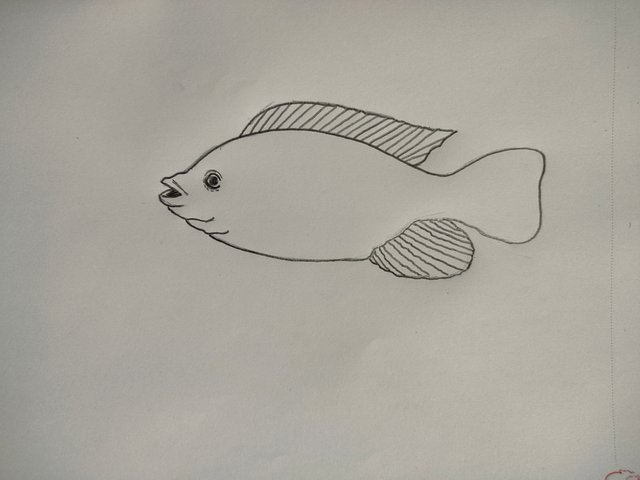 Drawing Tutorial: Draw a beautiful hilsa fish using pencil. — Steemit