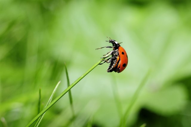 ladybug-796482_1280.jpg