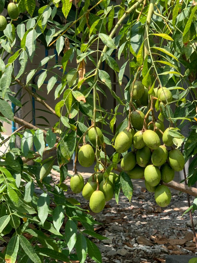 fruit2.jpg