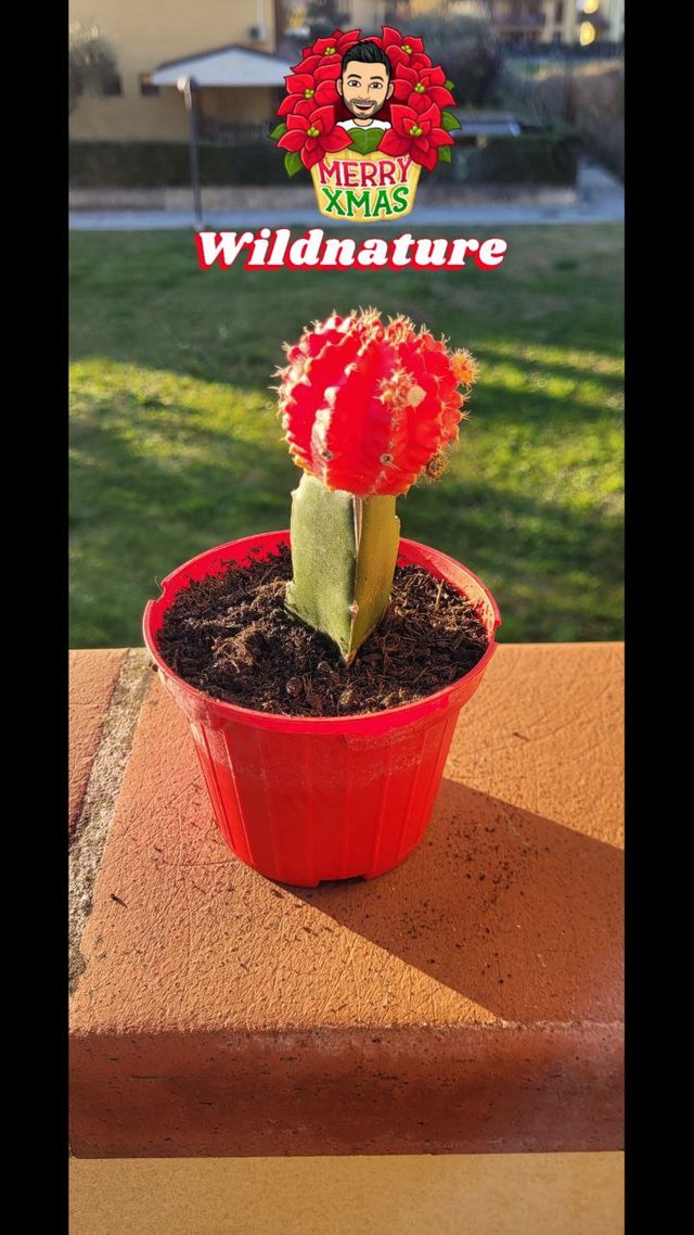 gymnocalycium mihnovichii Rosso.jpg