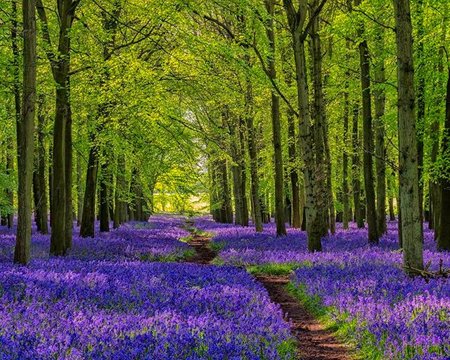 bluebell_walks_london.jpg