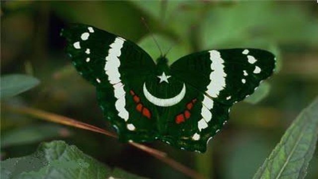 butterfly-pakistani-flag-wallpapers-hd-free.jpg