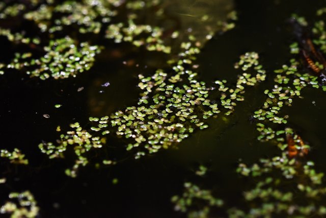 Duckweeds rzesa wodna 3.jpg