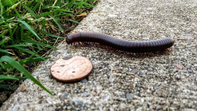 millipede6.jpg