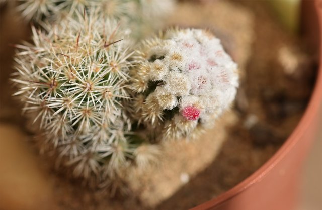 Mammillaria Gracilis Monstruosa macro bud 3.jpg