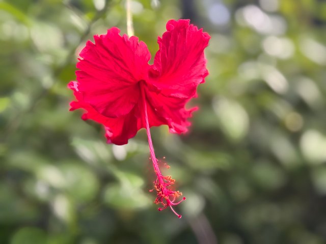 IMG_9528.jpeg