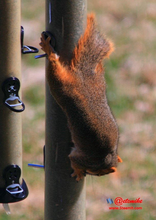 Squirrel peanuts bird feeder PFW21-0073.JPG