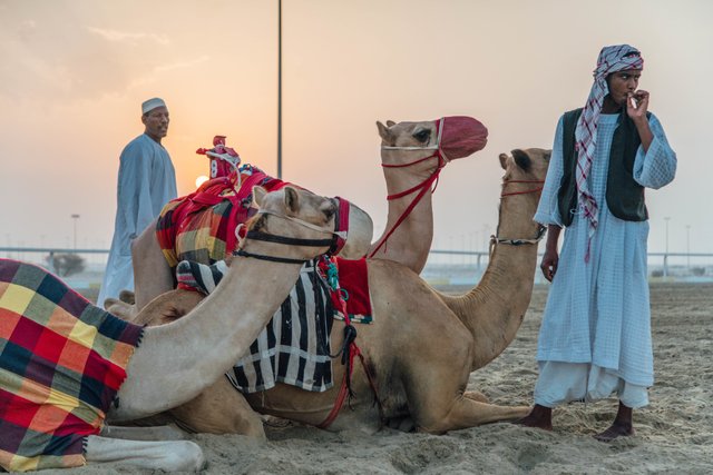 Camel+Robots+by+Fraser+Morton17.jpg