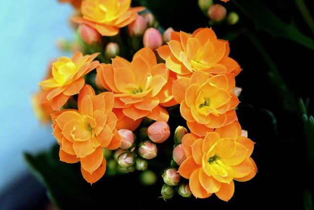 flowers-nature-orange.jpg