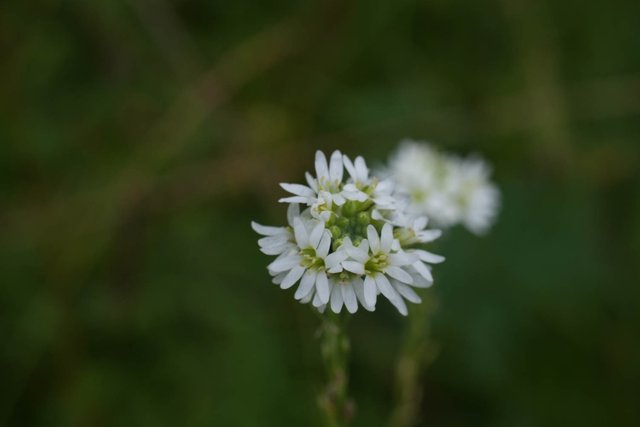 DSC01239.jpg