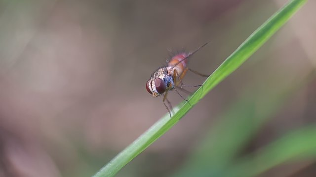 探寻亚齐森林的野生昆虫，分享我的发现和看法-豁天游|活田酉 一个专门分享有趣的信息，激发人们的求知欲。