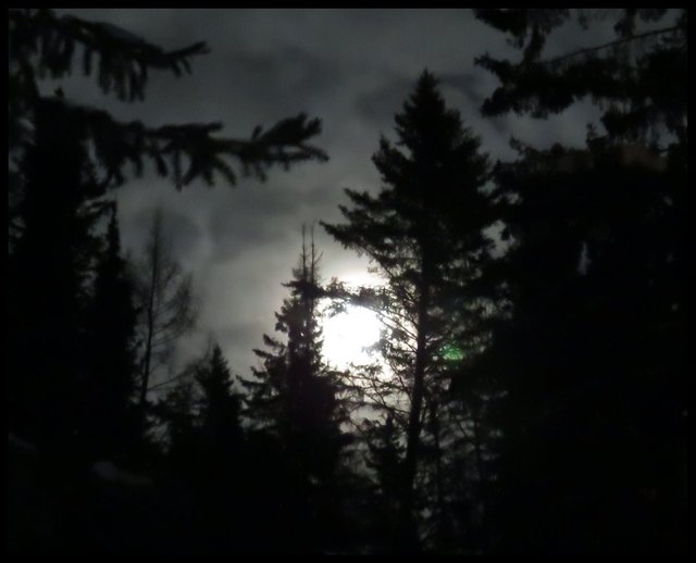 moonlight highlights clouds as it peers through silhouettes of spruce trees.JPG