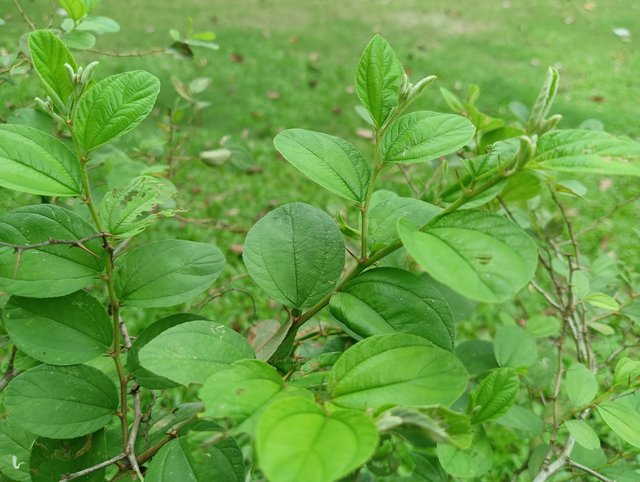 IMG20250602170308.jpg