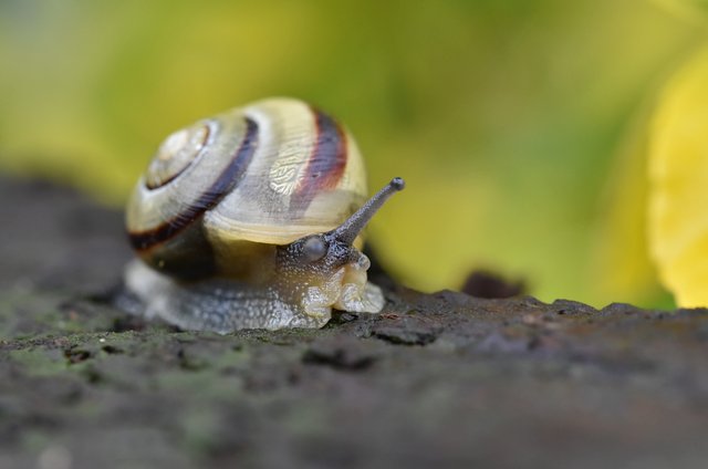 snail garden bench 1.jpg