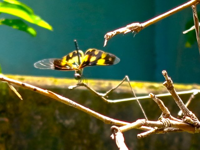 ফড়িং (1).jpg