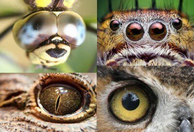 animal_eyes-400x272.jpg