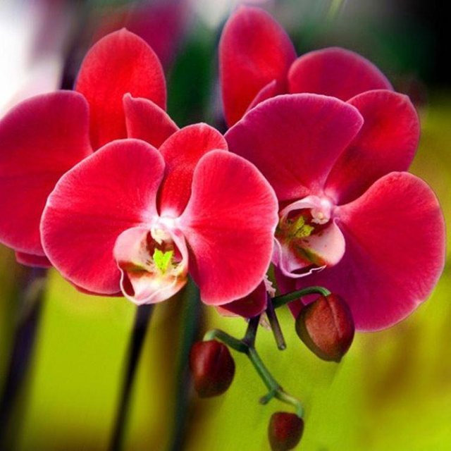 unique-red-phalaenopsis-bonsai-butterfly.jpg