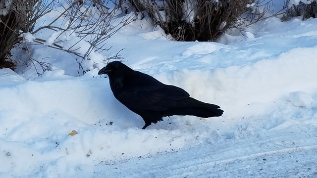 shasta2019feb28th47raven8io.jpg