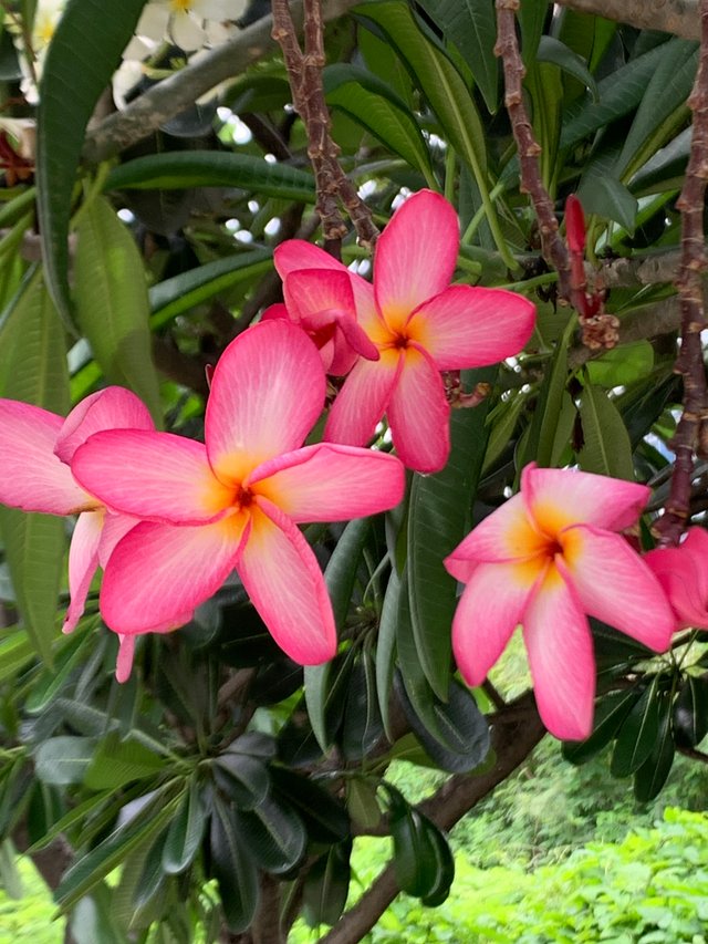 flower100.jpg
