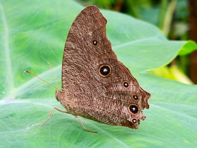 butterfly (7).jpg