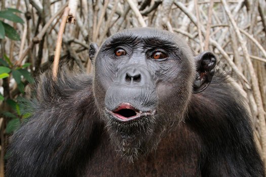Chimpanzee_Pan_troglodytes-.jpg