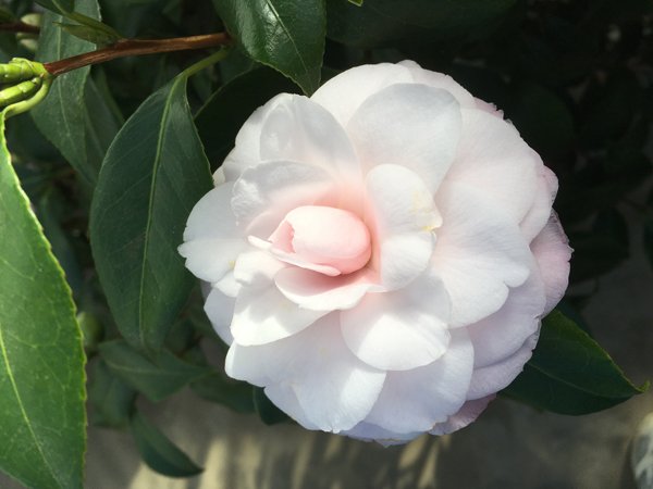 Smith Greenhouses - camillia3 pale pink crop January 2020.jpg