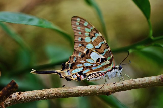 butterfly-614323_1280.jpg