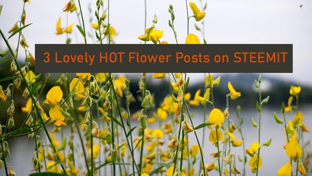 hotflower.png