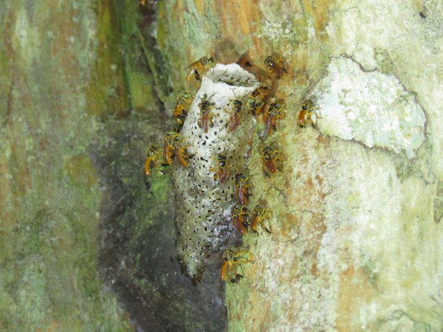 stingless bee nest.jpg