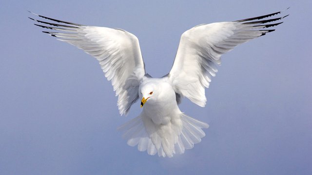 RBGull-Vyn-FI-1280x720.jpg