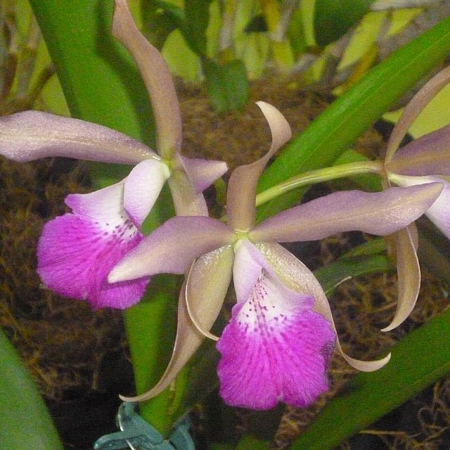 orquideas.jpg