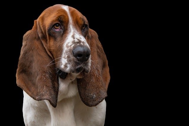 basset-hound-7861037_640.jpg